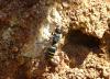 Ancistrocerus sp.